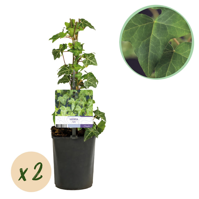 Hedera Helix - Blad groen - ↕40cm - Ø11cm - 2x