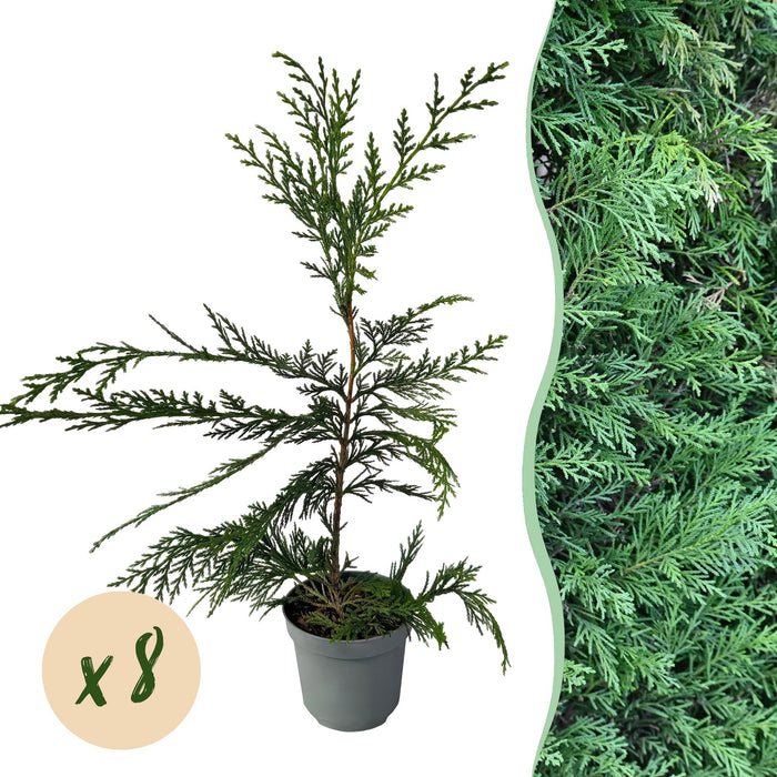Haagplanten - Cupressocyparis leylandii - blad groen - 8 planten - 1 strekkende meter - groenblijvend - pot 9cm hoogte 35-40cm