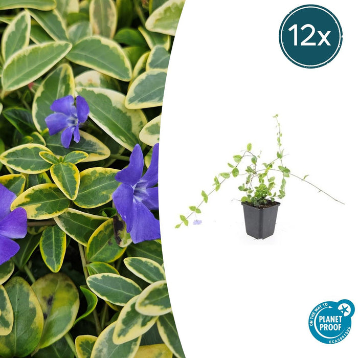 Vinca minor 'Blue and Gold' - Kleine Maagdenpalm - ↕10-25cm - Ø9cm - 12x
