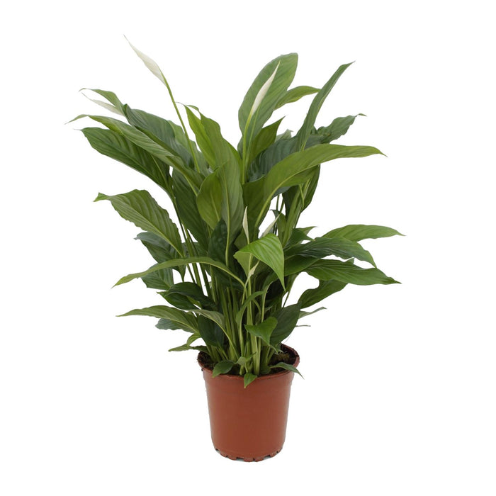 Spathiphyllum Torelli - Lepelplant - ↕65cm - Ø17cm