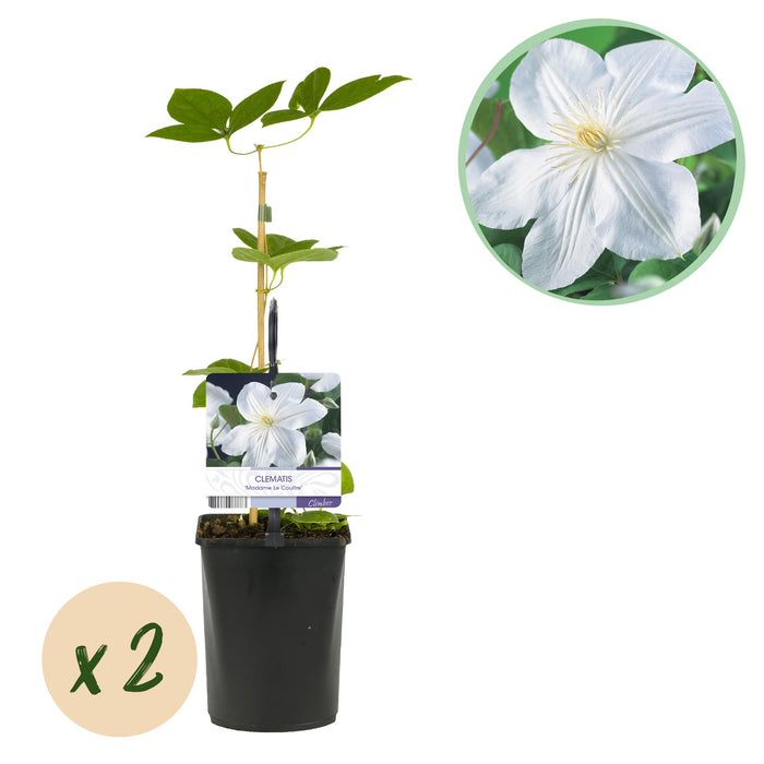 Clematis Madame Le Coultre - Bosrank - bloem wit - ↕40cm - Ø11cm - 2x