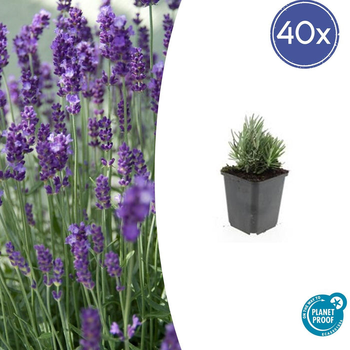 Lavandula Angustifolia 'Dwarf Blue' - ↕10-25cm - Ø9cm - 40x