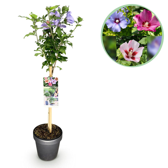 Tuinplant - Hibiscus syriacus Tricolour - Plant op stam - Terras Plant - Bladverliezend - Weinig Onderhoud - Pot 19cm Hoogte 90cm