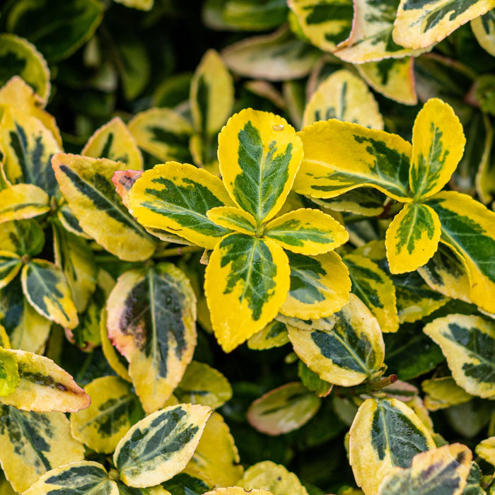 Tuinplant - Euonymus fortunei Emerald n Gold - Plant op stam - Terras Plant - Bladhoudend - Weinig Onderhoud - Pot 19cm Hoogte 90cm