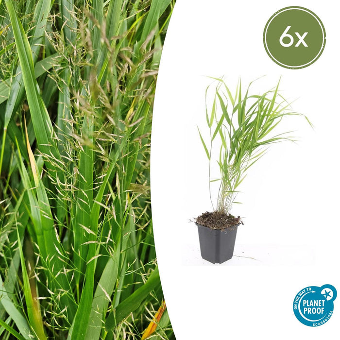 Hakonechloa Macra - Japans Berggras - ↕10-25cm - Ø9cm - 6x