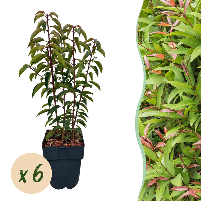 Haagplanten - Prunus lusitanica Angustifolia - blad groen - 6 planten - 1 strekkende meter - groenblijvend - pot 17cm hoogte 50cm