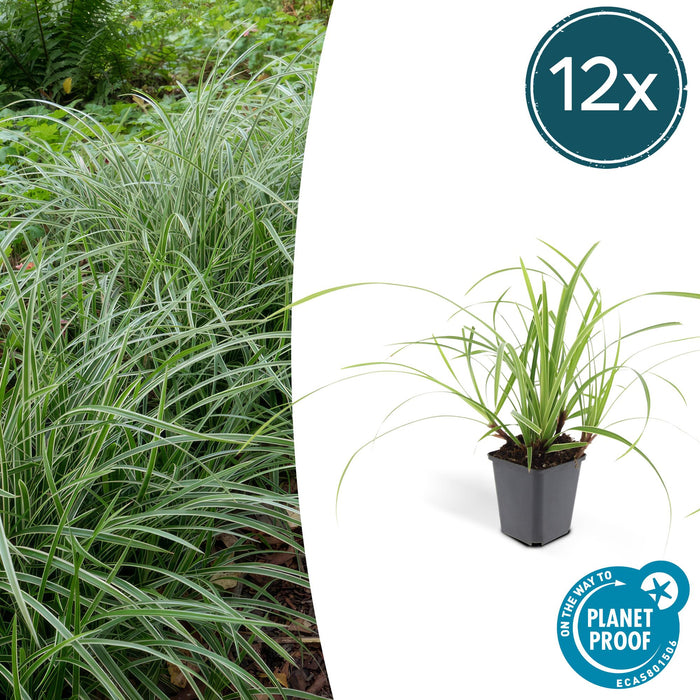 Carex morrowii 'Ice Dance' - Zegge - ↕10-25cm - Ø9cm - 12x