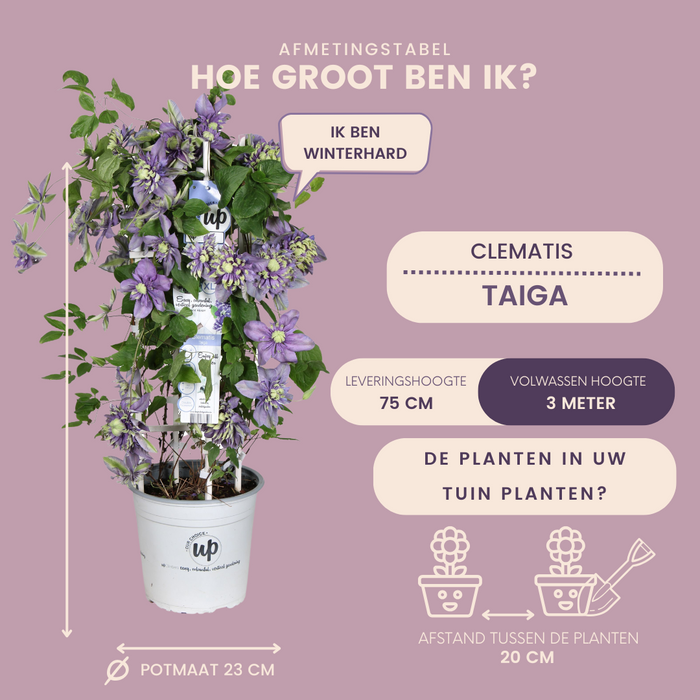 Bosrank – Clematis 'Taiga' (Taiga XXL) – ↕75cm - Ø23cm