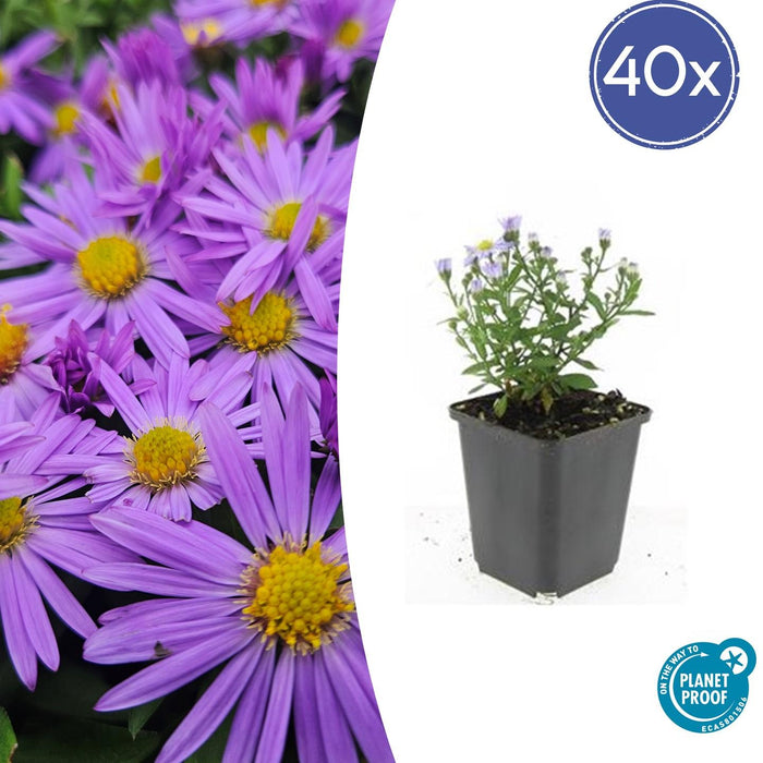 Aster (D) 'Professor Anton Kippenberg' - ↕10-25cm - Ø9cm - 40x
