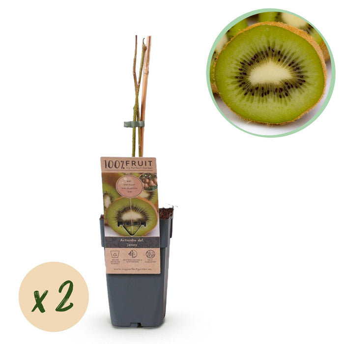 Fruitplant - Groene Kiwi - Actinidia deliciosa Jenny - Groene Vrucht - 2 planten - Pot 15cm Hoogte 50cm