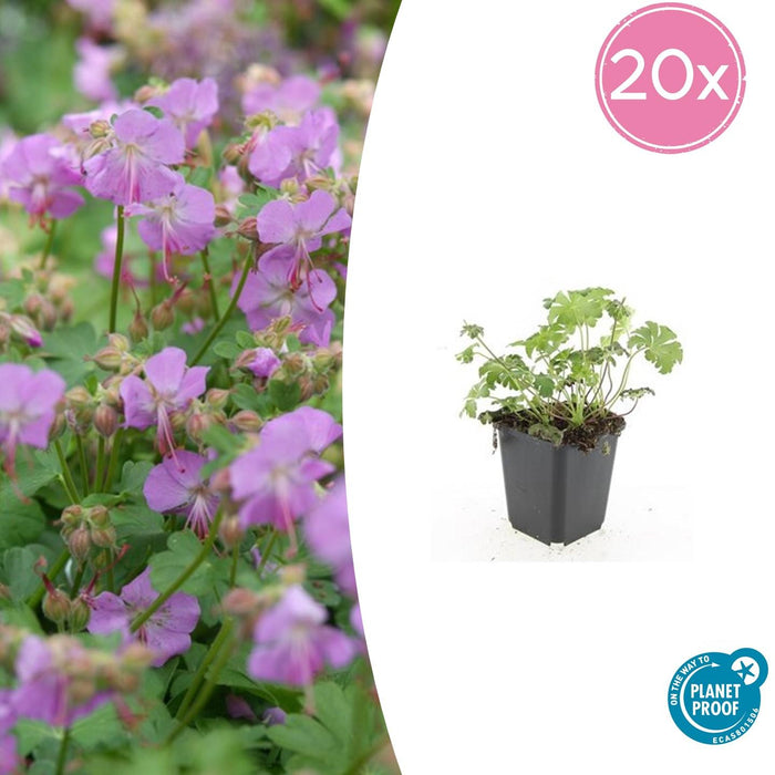 Geranium cantabrigiense 'Cambridge' - ↕10-25cm - Ø9cm - 20x