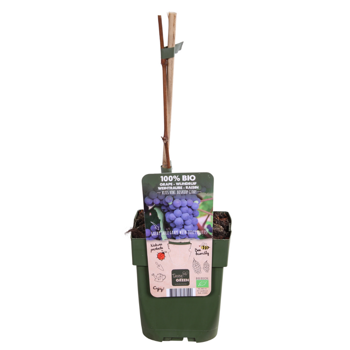 Vitis Vinifera 'Boskoop Glory' - Blauwe druif - ↕45cm - Ø13cm