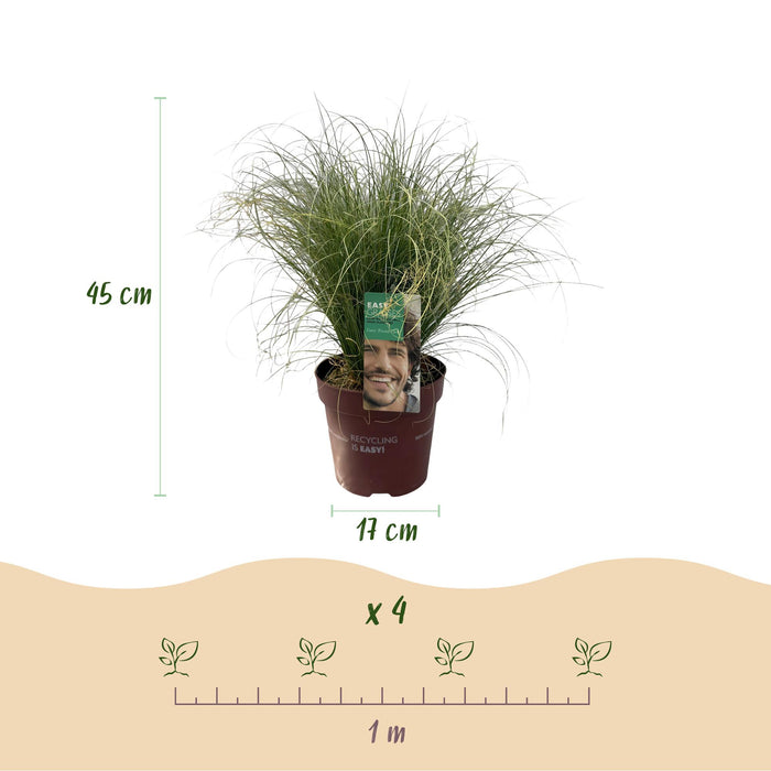 Carex comans Frosted Curls - Groen - 4 Planten - Bladhoudend - Weinig Onderhoud - Pot 17cm Hoogte 50cm