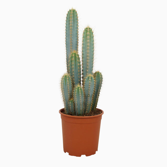 Pilosocereus Azureus - Zuilcactus - Ø21cm