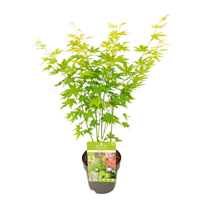 Acer Palmatum Going Green - Japanse Esdoorn - ↕30cm - Ø15cm