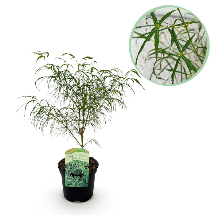 Terrasplant - Japanse Esdoorn - Acer palmatum Koto-no-ito - Groen - Bladverliezend - ↕70cm - Ø19cm