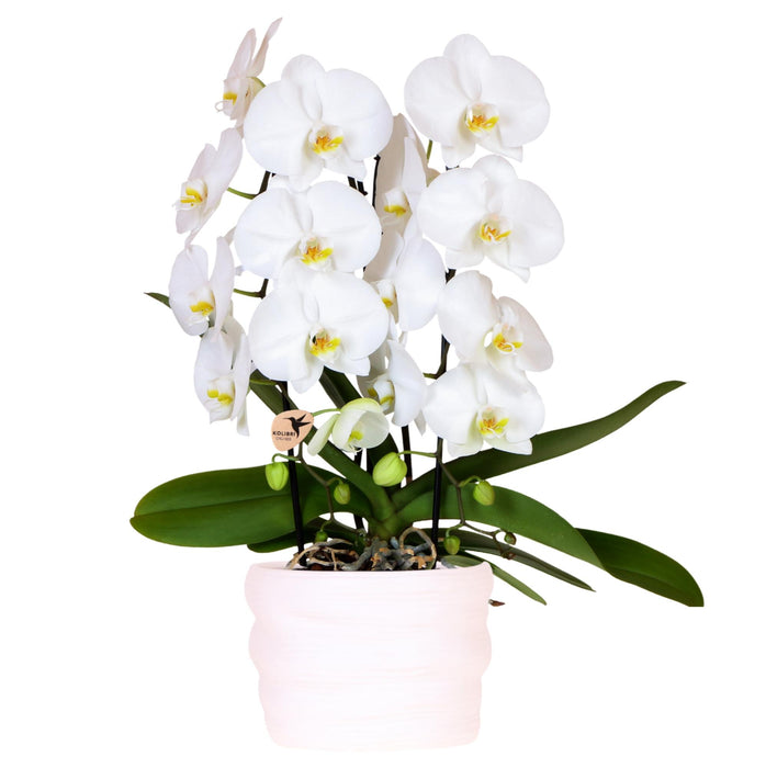 Kolibri Orchids | Witte Niagara Falls orchidee 12cm in Como pot incl. waterreservoir