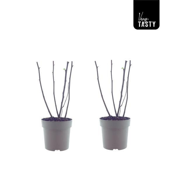 Ficus Bornholm - ↕40cm - Ø15cm - 2x