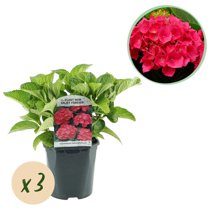 Hortensia - Hydrangea macrophylla Rood - Bloem Rood - 3 Planten - 1 m2 - Bladverliezend - Weinig Onderhoud - Pot 17cm Hoogte 30cm