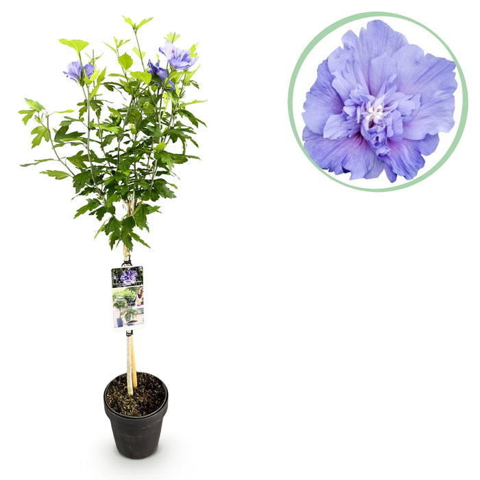 Tuinplant - Hibiscus syriacus Blue Chiffon® - Plant op stam - Terras Plant - Bladverliezend - Weinig Onderhoud - Pot 19cm Hoogte 90cm