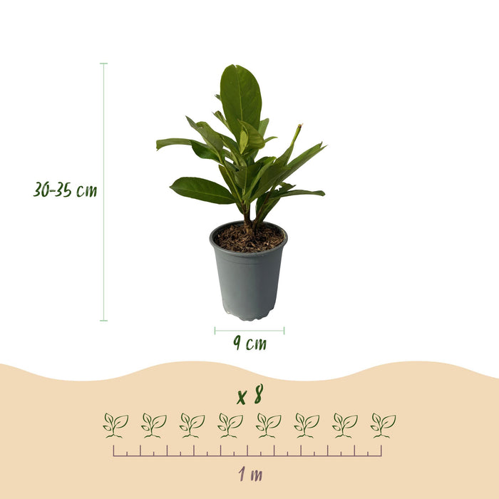 Haagplanten - Prunus laurocerasus Rotundifolia - blad groen - 8 planten - 1 strekkende meter - groenblijvend - pot 9cm hoogte 30-35cm