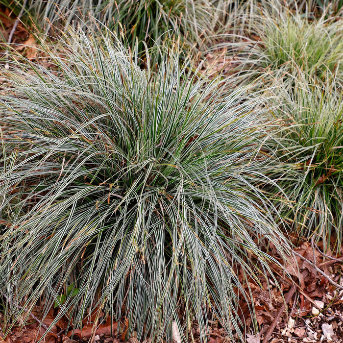 Carex oshimensis Everest - Wit en Groen - 4 Planten - Bladhoudend - Weinig Onderhoud - Pot 17cm Hoogte 50cm