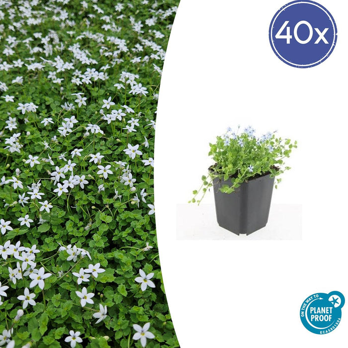 Isotoma Fluviatilis 'Alba' - Blauwe Grondkruiper - ↕10-25cm - Ø9cm - 40x