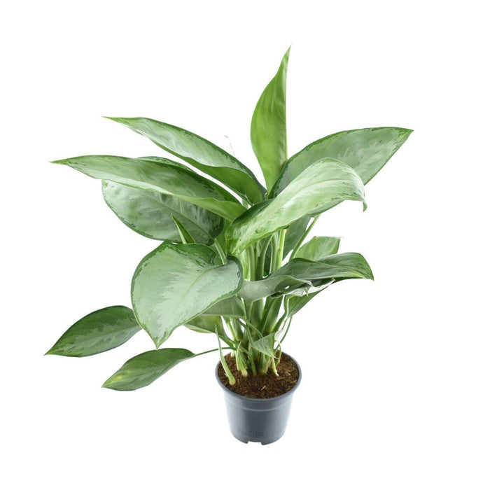 Aglaonema Silverado - ↕40cm - Ø14cm