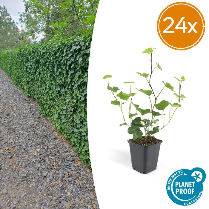 Hedera Hibernica - ↕10-25cm - Ø9cm - 24x