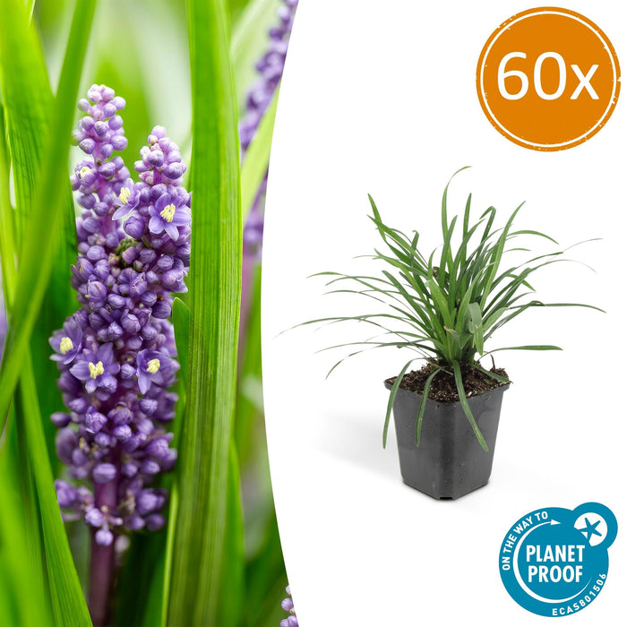 Liriope muscari 'Big Blue' - Leliegras - ↕10-25cm - Ø9cm - 60x