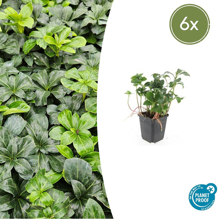 Pachysandra Terminalis 'Green Sheen' - Schaduwkruid - ↕10-25cm - Ø9cm - 6x