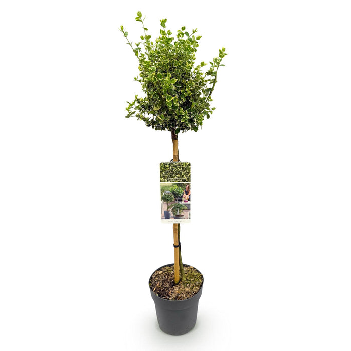 Tuinplant - Euonymus fortunei Emerald Gaiety - Plant op stam - Terras Plant - Bladhoudend - Weinig Onderhoud - Pot 19cm Hoogte 90cm