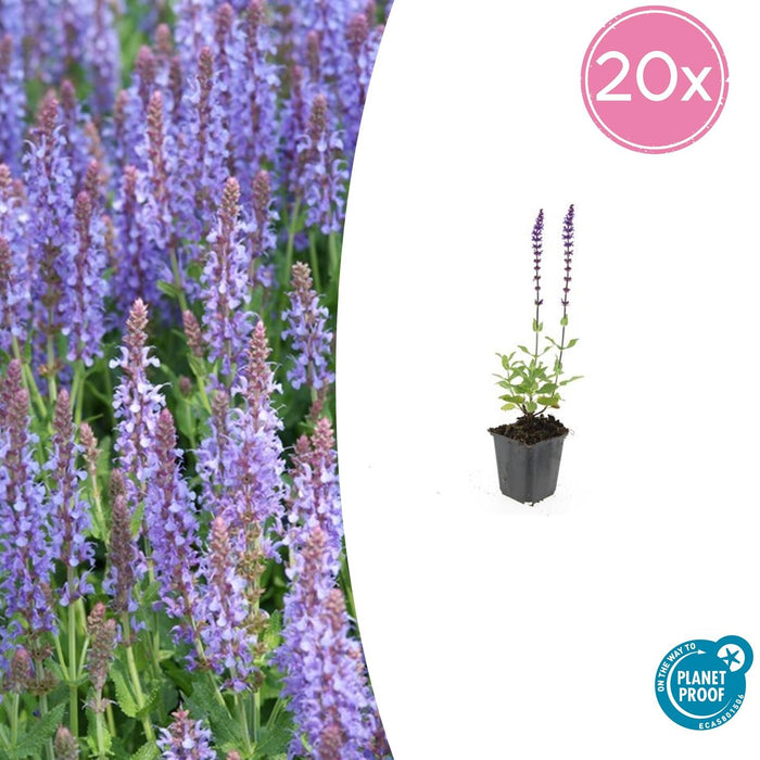 Salvia nemorosa 'Caradonna' - Bossalie - ↕10-25cm - Ø9cm - 20x
