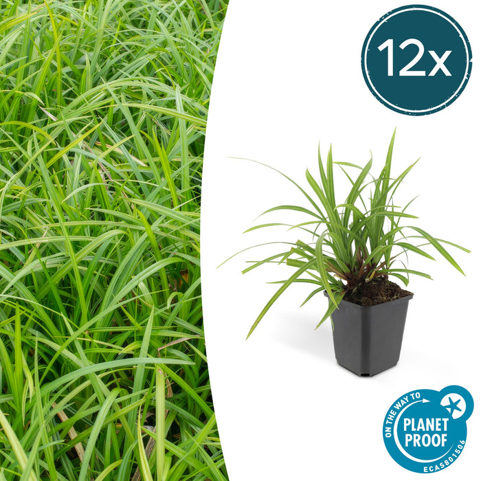 Carex morrowii 'Irish Green' - Zegge - ↕10-25cm - Ø9cm - 12x