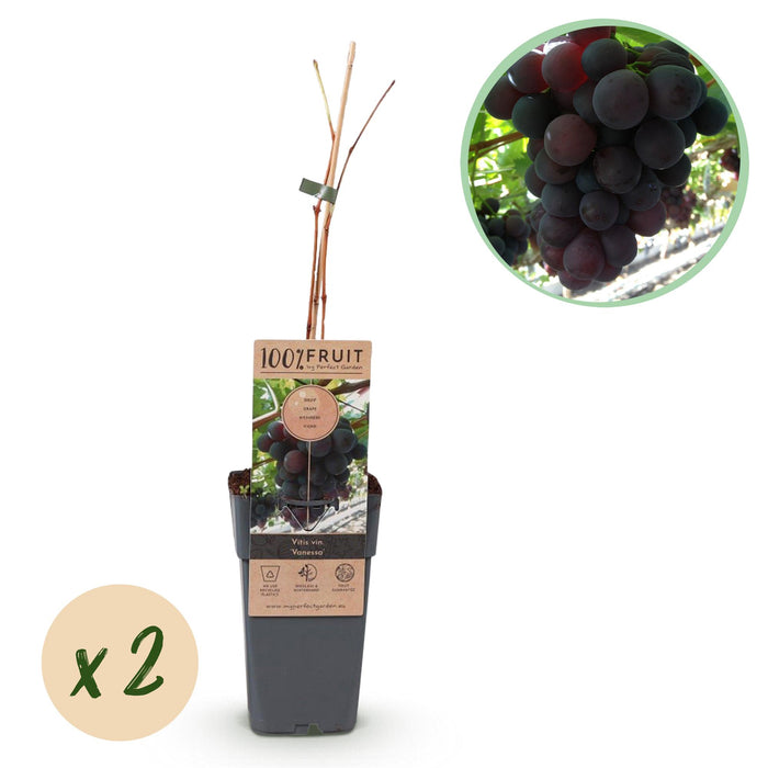 Fruitplant - Paarse Druif - Vitis vinifera Vanessa - Pitloos - 2 planten - Pot 15cm Hoogte 50cm