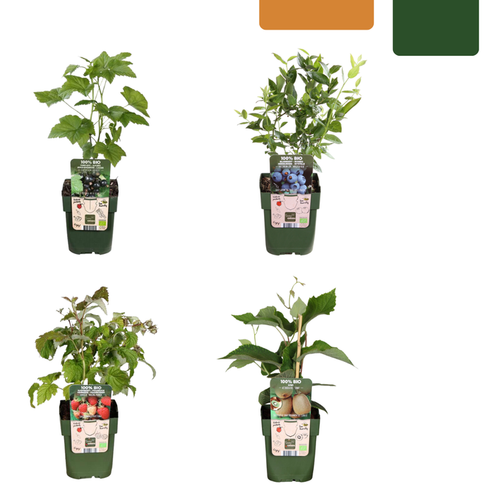Fruitplanten mix Biologisch - set van 4 verschillende soorten - ↕20-25cm - Ø13cm "Zomervruchten"