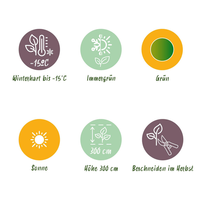 Fruitplant - Bananen plant - Musa Basjoo - Winterhard - 6 planten - Pot 17cm Hoogte 40cm