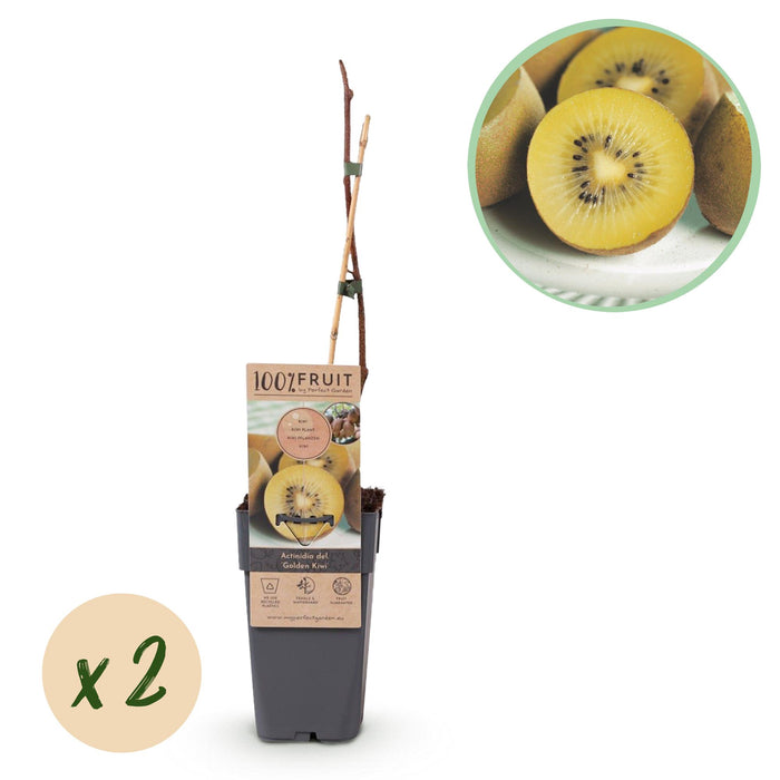 Fruitplant - Gele Kiwi - Actinidia deliciosa Golden Kiwi - Gele Vrucht - 2 planten - Pot 15cm Hoogte 50cm