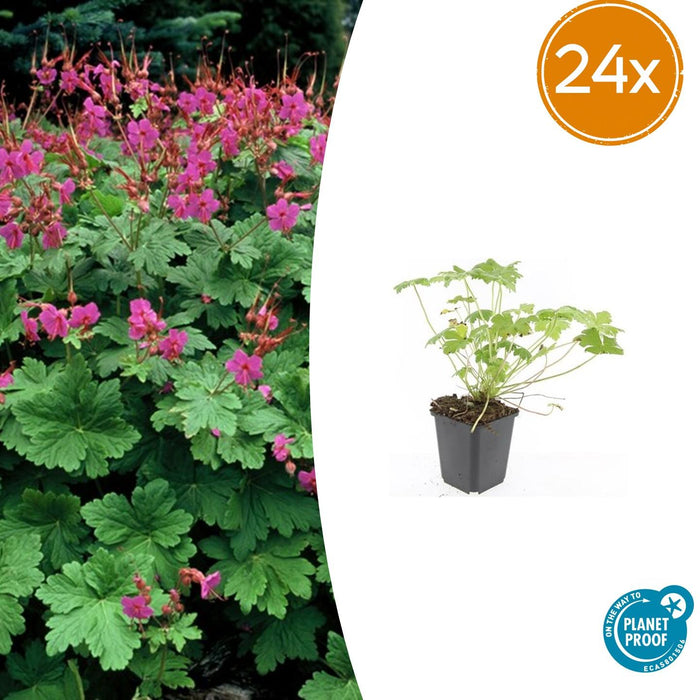 Geranium macr. 'Czakor' - ↕10-25cm - Ø9cm - 24x