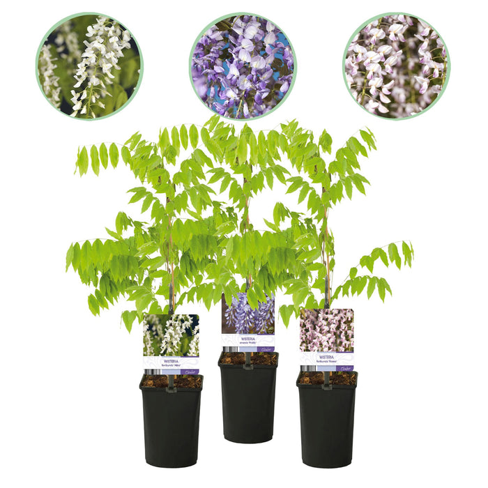 Blauwe regen - Wisteria floribunda Tricolour - Bloemen Blauw Roze Wit - ↕40cm - Ø11cm - 3x