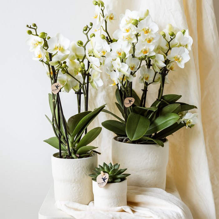 Kolibri Home | Rustic sierpot - White - Ø12cm