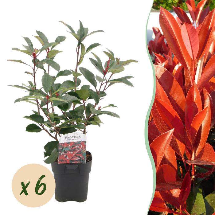 Haagplanten - Photinia fraseri Red Robin - groen rood - 6 planten - 1 strekkende meter - groenblijvend - pot 17cm hoogte 55cm