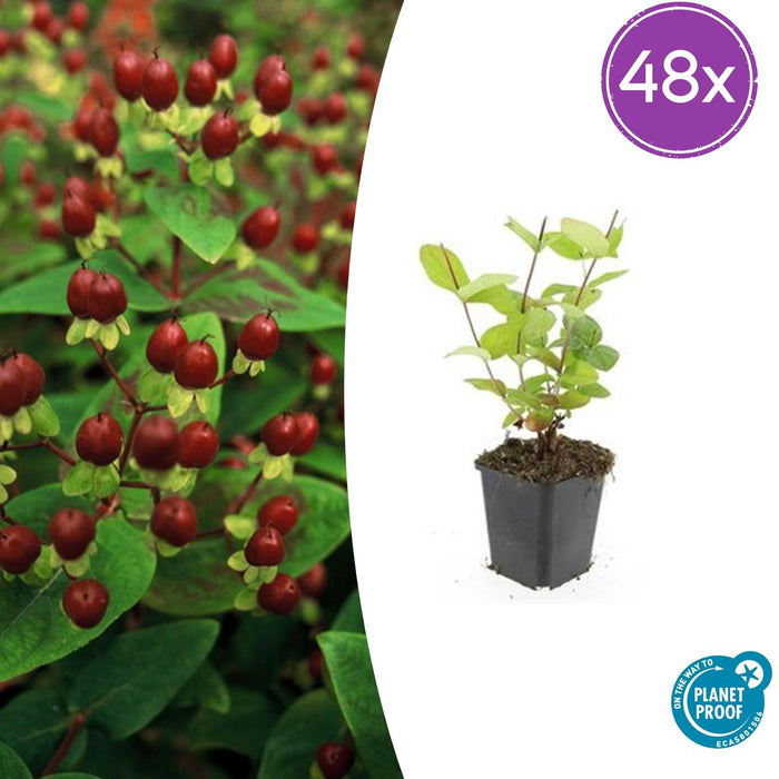 Hypericum inodorum 'Beauty' - ↕10-25cm - Ø9cm - 48x