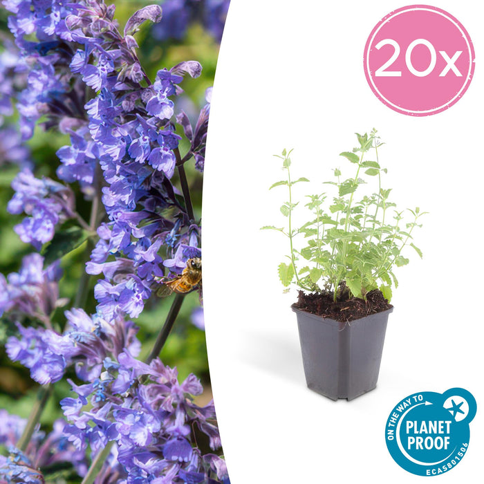 Nepeta 'Six Hills Giant' - Kattekruid - ↕10-25cm - Ø9cm - 20x