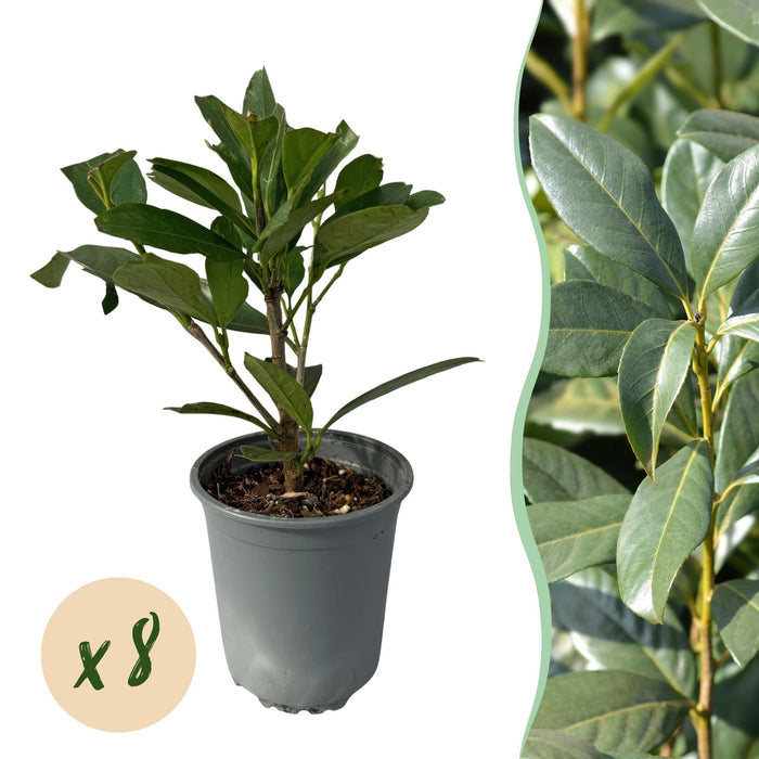 Haagplanten - Prunus laurocerasus Caucasica- blad groen - 8 planten - 1 strekkende meter - groenblijvend - pot 9cm hoogte 30-35cm
