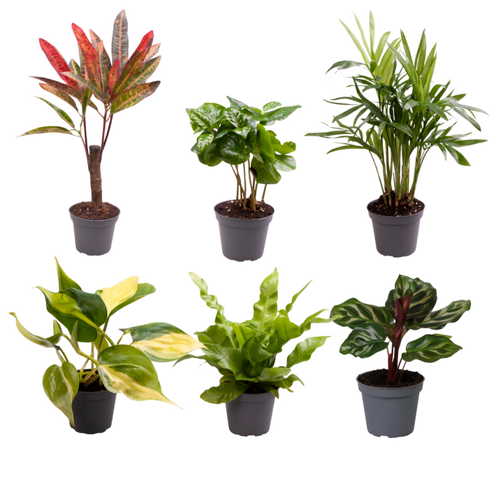 Baby Plantjes Verrassingsbox - ↕12cm - Ø6cm - 6x