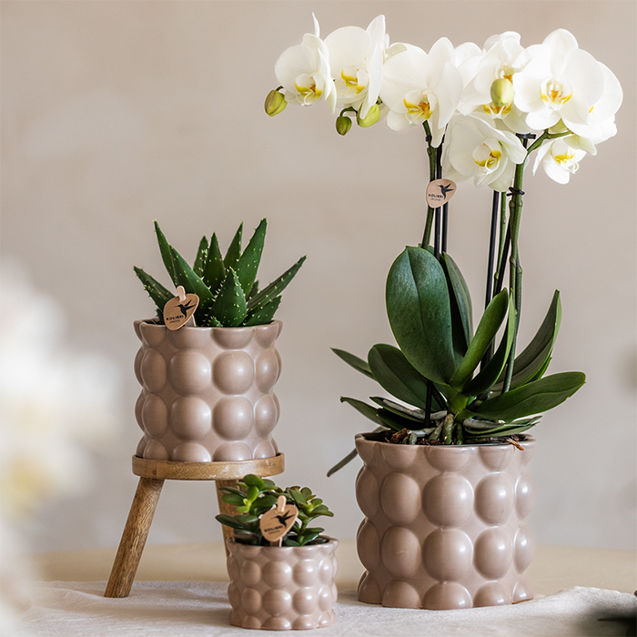 Plantenset Cotton zand | Groene planten met witte Phalaenopsis orchidee Ghent in keramieken sierpotten