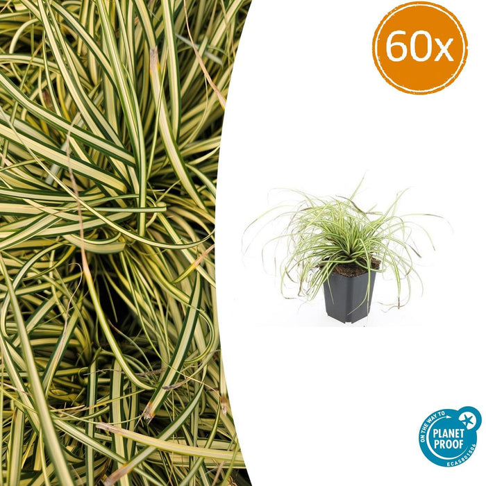 Carex oshimensis 'Evergold' - Zegge - ↕10-25cm - Ø9cm - 60x