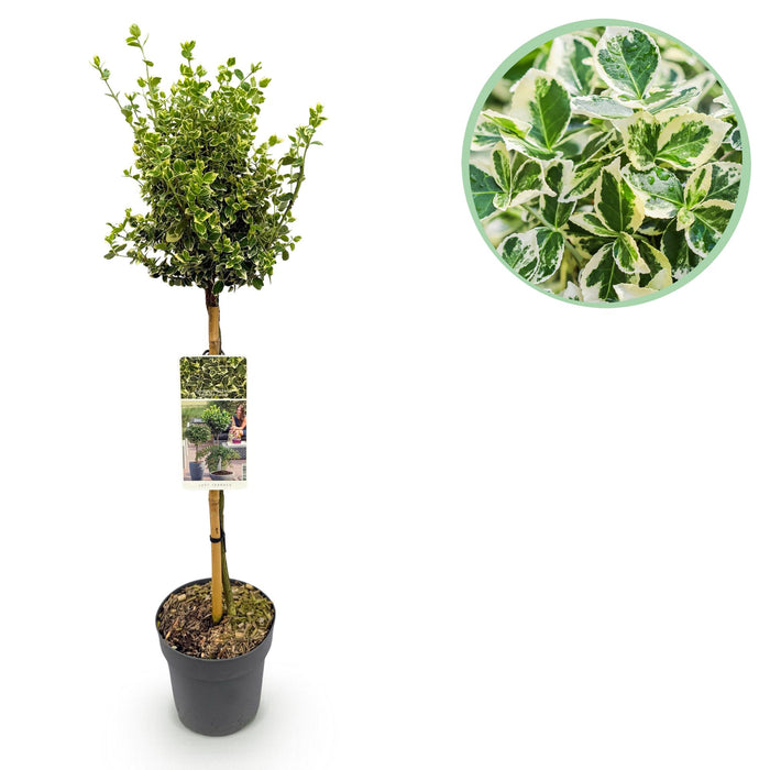 Tuinplant - Euonymus fortunei Emerald Gaiety - Plant op stam - Terras Plant - Bladhoudend - Weinig Onderhoud - Pot 19cm Hoogte 90cm