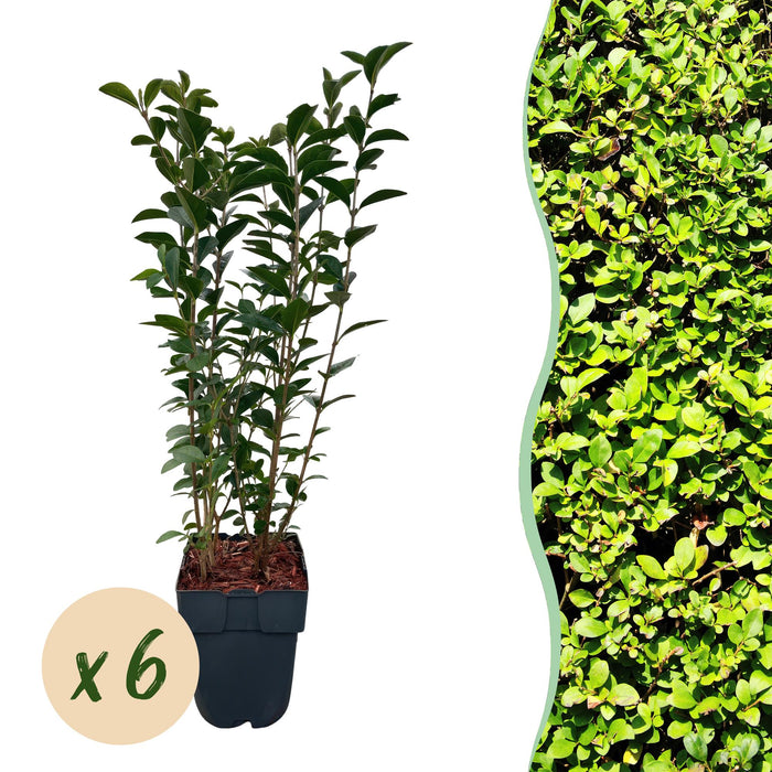 Haagplanten - Ligustrum ovalifolium - blad groen - 6 planten - 1 strekkende meter - groenblijvend - pot 17cm hoogte 55cm